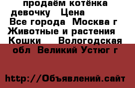 продаём котёнка девочку › Цена ­ 6 500 - Все города, Москва г. Животные и растения » Кошки   . Вологодская обл.,Великий Устюг г.